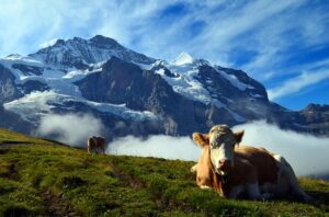 Swiss alps - hiking