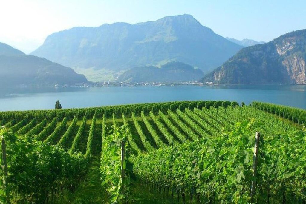 Lucerne Panoramic Walk and Wine Tasting