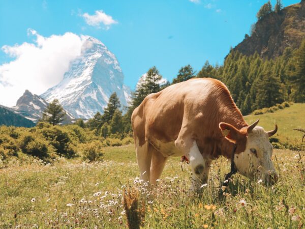 Best Time of Year to Visit the Swiss Alps?